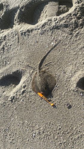エイの釣果