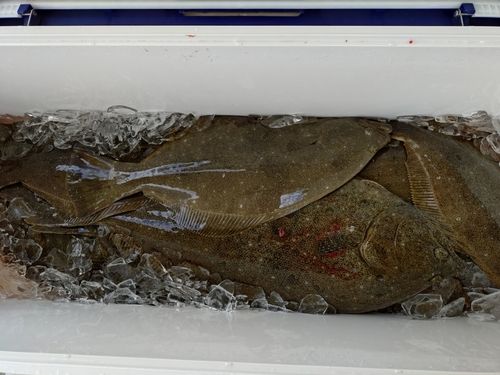 ヒラメの釣果