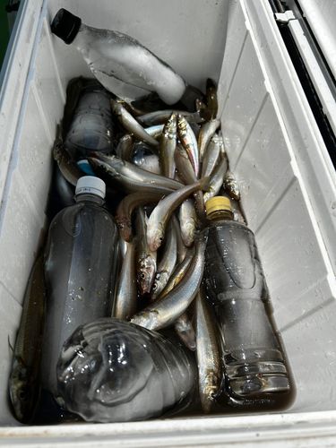 シロギスの釣果