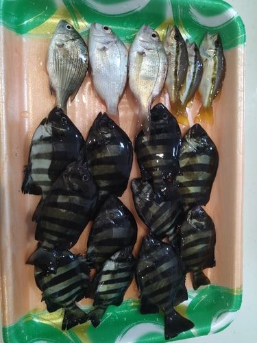 サンバソウの釣果