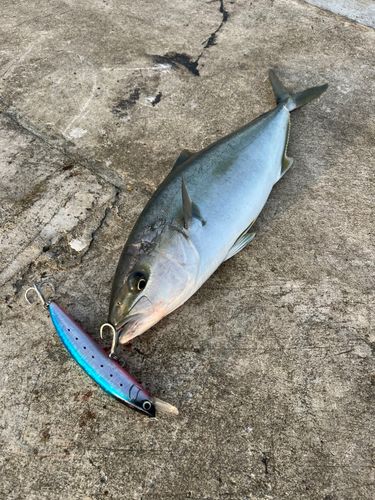 ヒラマサの釣果
