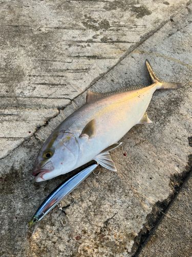 カンパチの釣果