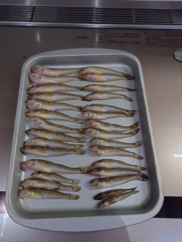 マハゼの釣果
