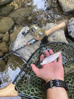 ヤマメの釣果