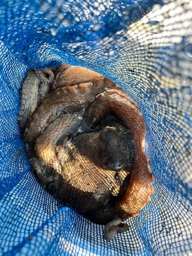 マダコの釣果