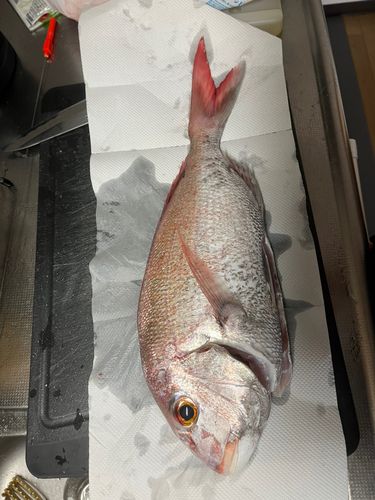 マダイの釣果