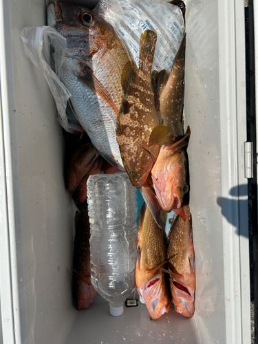 アコウの釣果