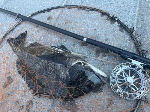 クロダイの釣果