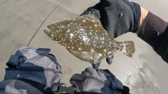 ソゲの釣果