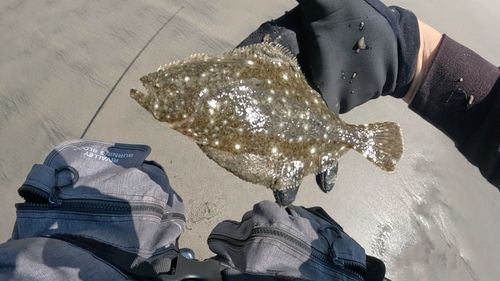 ソゲの釣果