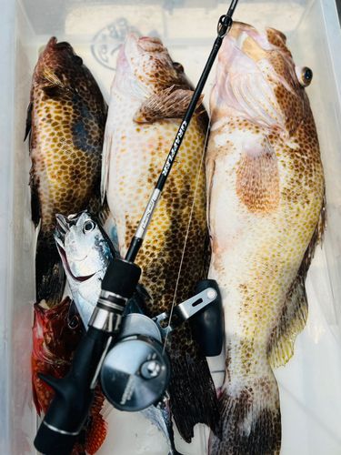 オオモンハタの釣果
