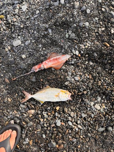 ショゴの釣果