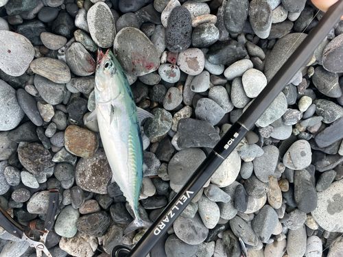マルソウダの釣果