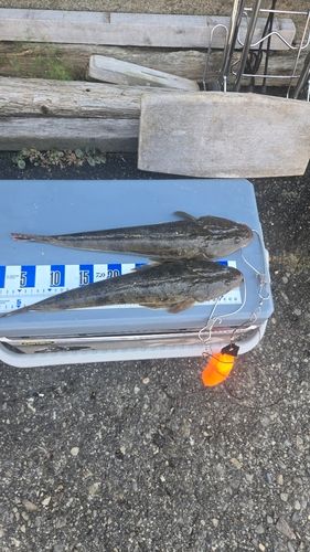 マゴチの釣果