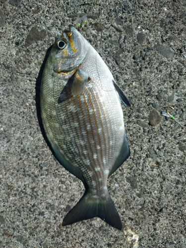 イスズミの釣果