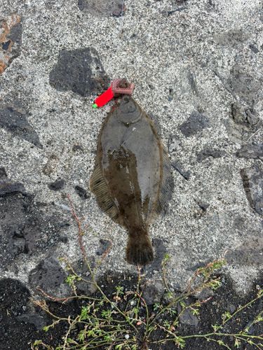 カレイの釣果