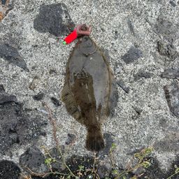 カレイ