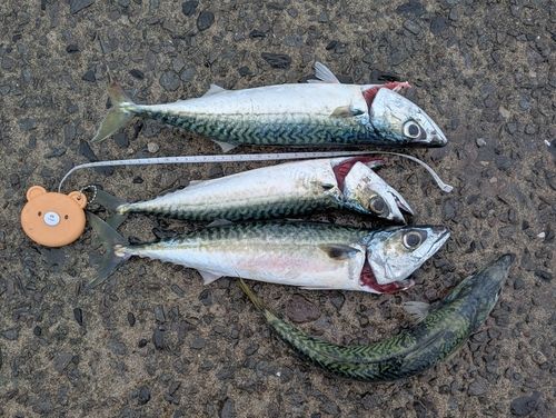 サバの釣果