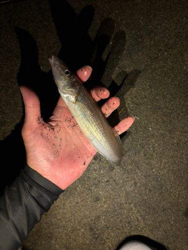 キスの釣果