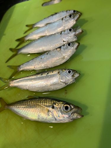 アジの釣果