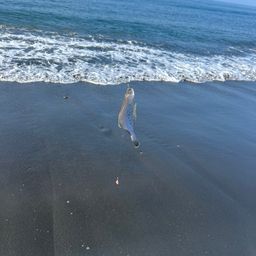 ソゲ
