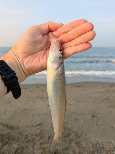 キスの釣果