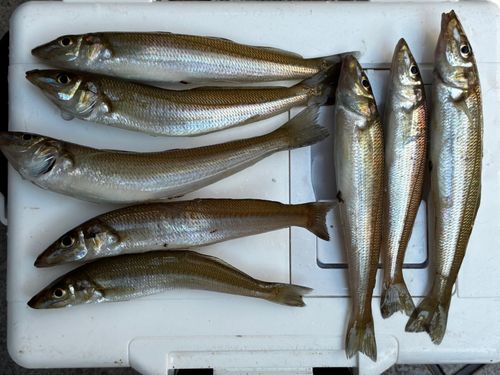 シロギスの釣果