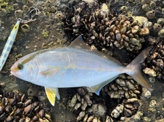 ネリゴの釣果