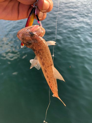 エソの釣果