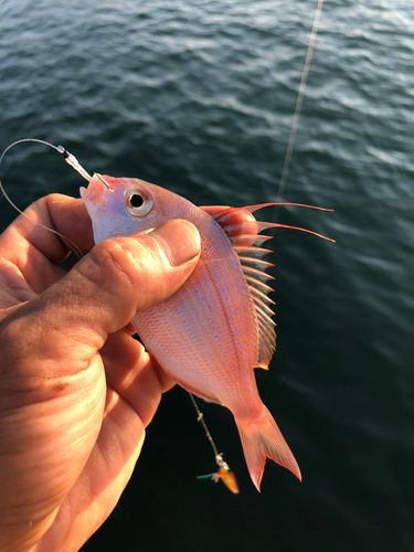 チダイの釣果
