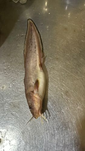 ゴンズイの釣果
