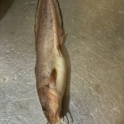 ゴンズイ