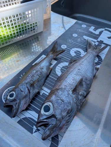 クロムツの釣果