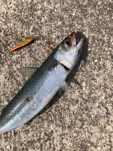 サバの釣果