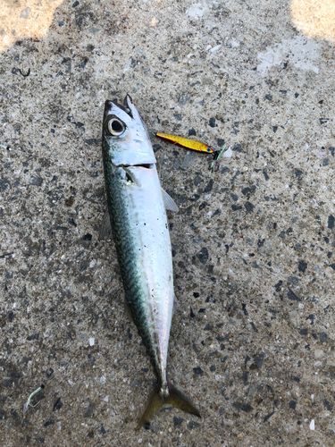 サバの釣果