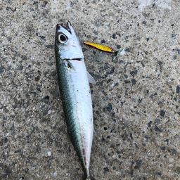 サバ