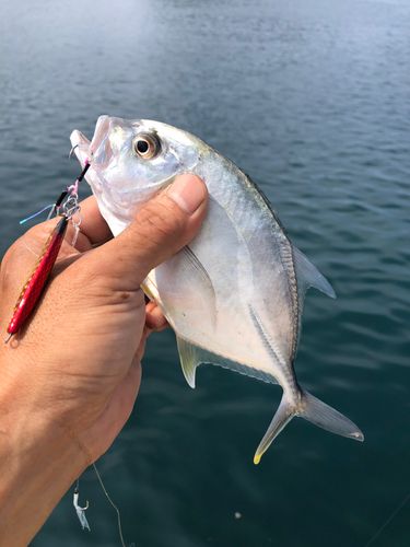 ロウニンアジの釣果