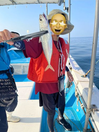 マサバの釣果