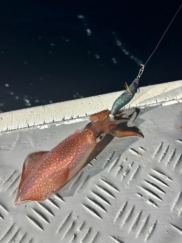 ケンサキイカの釣果