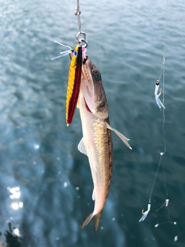 エソの釣果