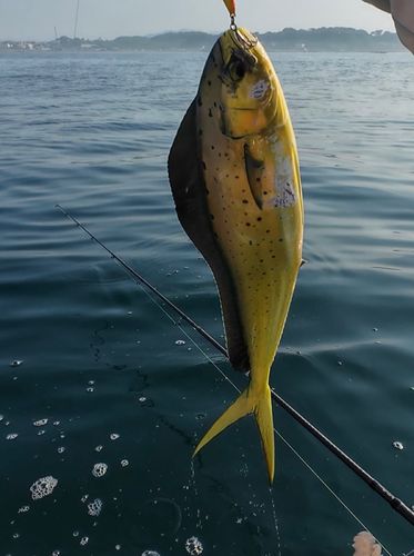 オオモンハタの釣果