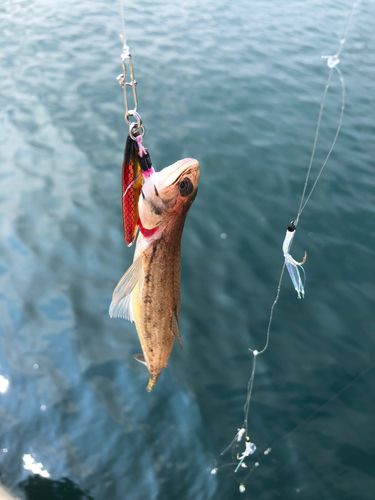 エソの釣果