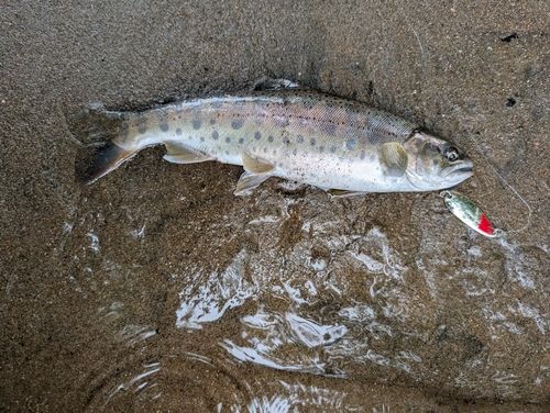 ヤマメの釣果