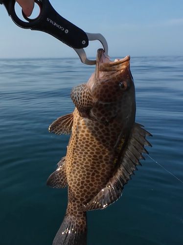 オオモンハタの釣果