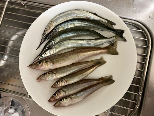 キスの釣果