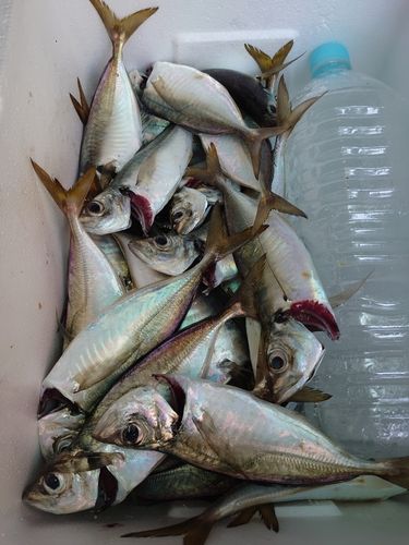 マアジの釣果