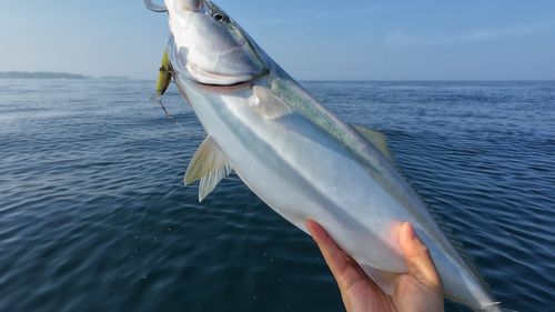 ワラサの釣果