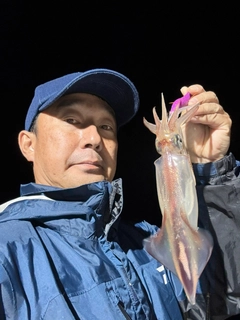 ケンサキイカの釣果