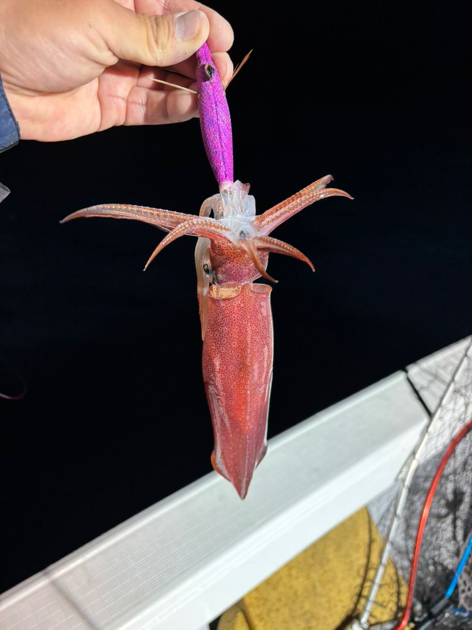 タッチーさんの釣果 2枚目の画像