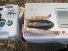 キスの釣果